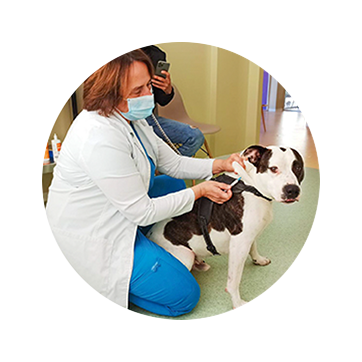 Veterinarian administers a vaccine to dog